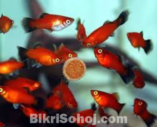 Red platy Fish for sell